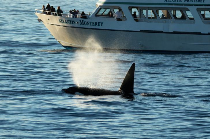 Monterey Orca Killer Whale Cruise - Image 4