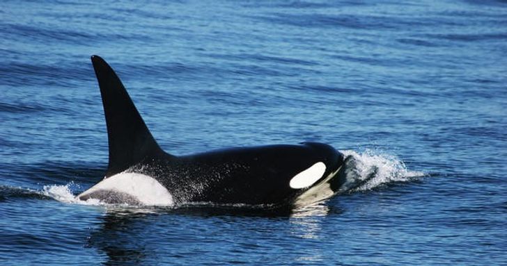 Monterey Orca Killer Whale Cruise - Image 7