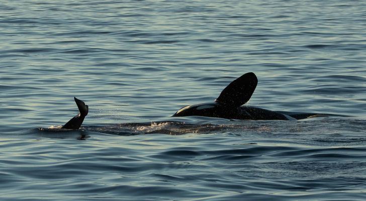 Monterey Orca Killer Whale Cruise - Image 8