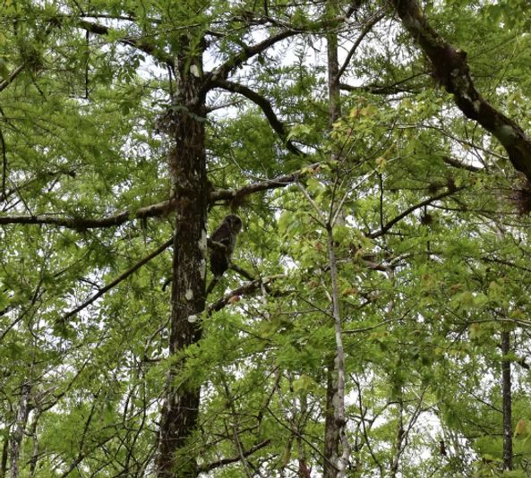 Big Cypress National Preserve Jeep Tour - Image 5
