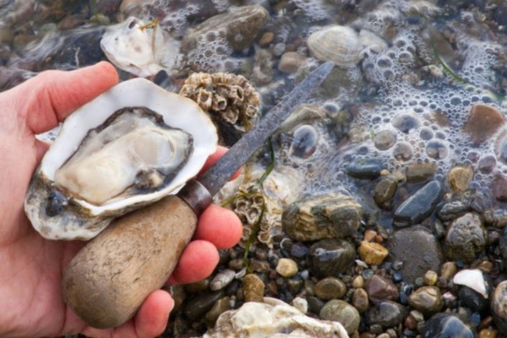 Oyster & Clam ShinDIG - Image 4