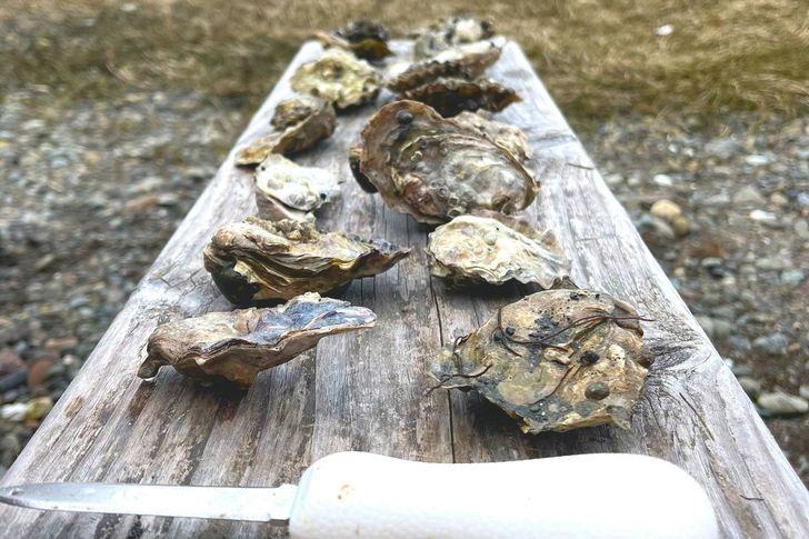 COMBO: Oyster & Clam ShinDIG + Tide to Table - Image 5
