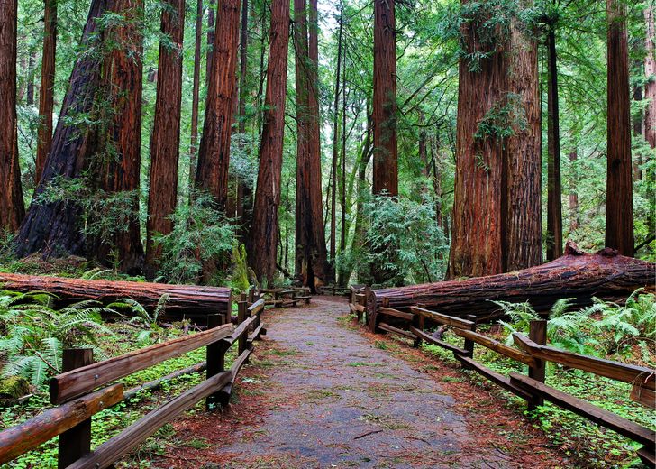 Full Day Muir Woods Tour with Napa & Sonoma Valley Wine Tastings - Image 10