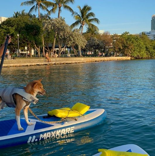 Paws & Paddle Board Rental on Biscayne Bay - Image 2