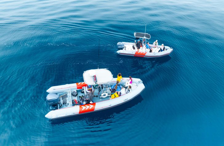 Pelagic Offshore Wildlife Expedition - Image 2