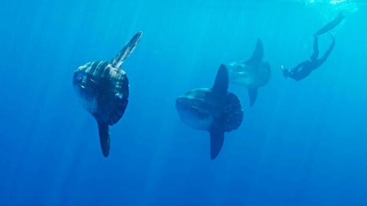 Pelagic Offshore Wildlife Expedition - Image 5