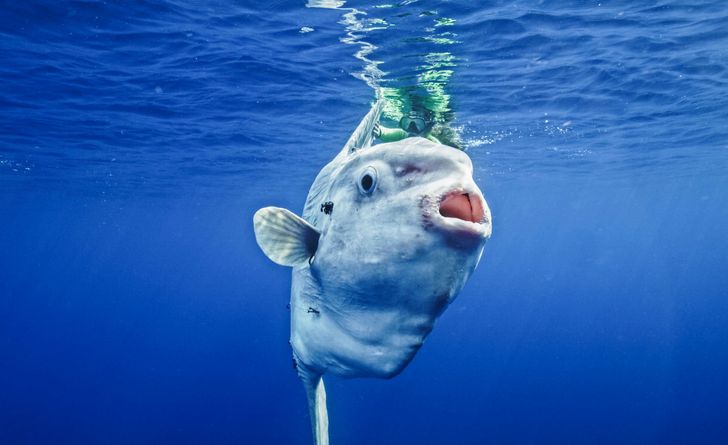 Pelagic Offshore Wildlife Expedition - Image 4