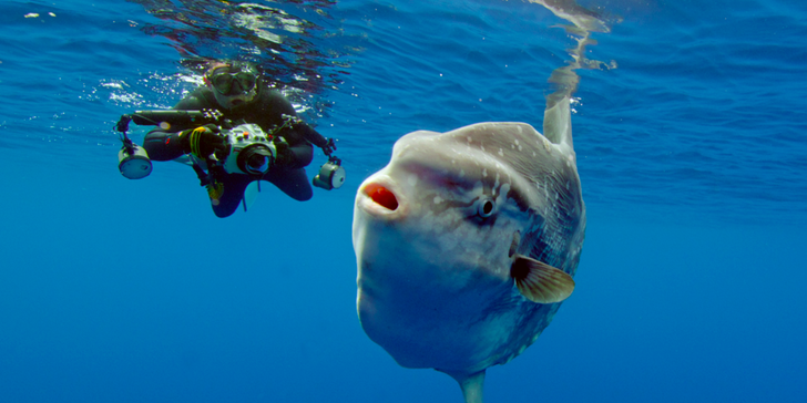 Pelagic Offshore Wildlife Expedition