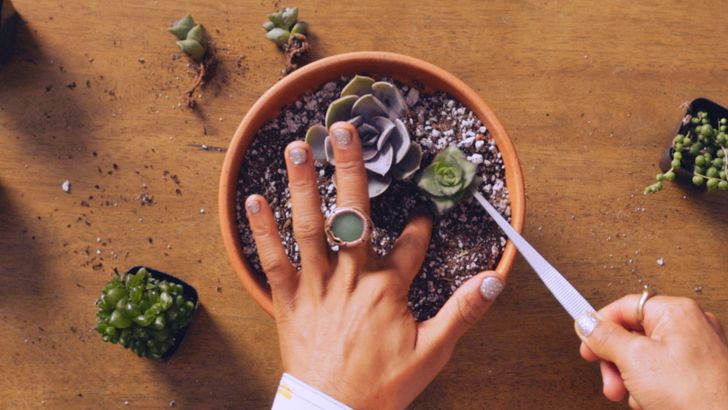 Design a Succulent Garden Virtual Workshop with Plant Kween - Image 5
