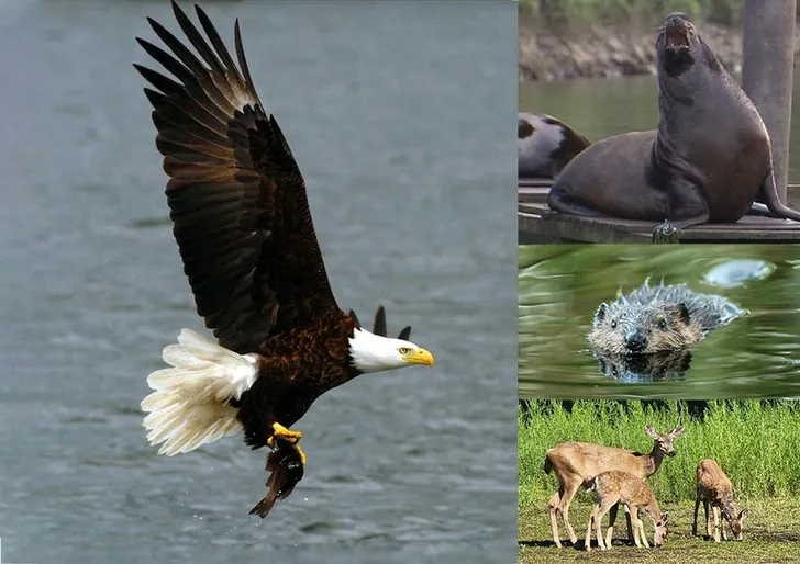 Willamette River Private Nature and Wildlife Cruise