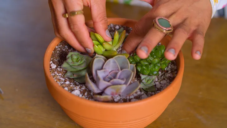 Design a Succulent Garden Virtual Workshop with Plant Kween