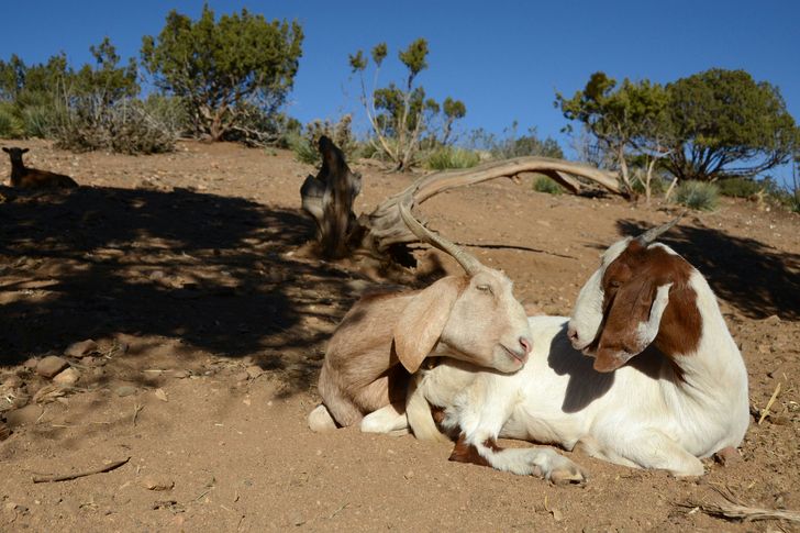 Watkins Glen Private Farm Sanctuary Tour For Up To 8