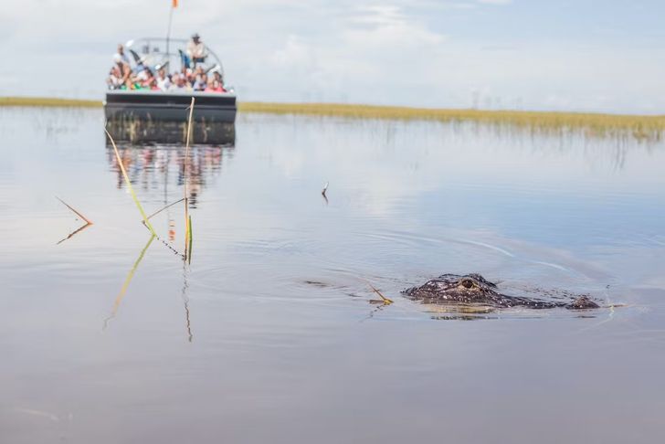 Everglades Airboat Tour & Animal Sanctuary Admission - Image 1
