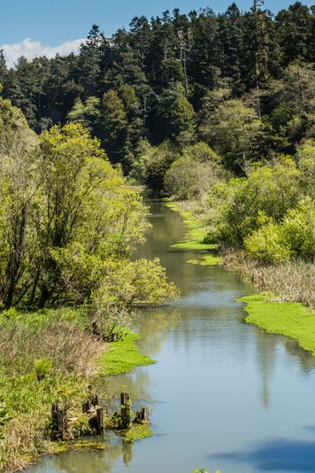 Pudding Creek Express Train Ride - Image 2
