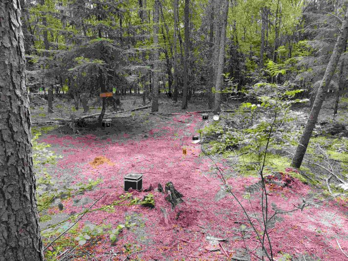Chicago Forest Escape Game with Go Ape - Image 3