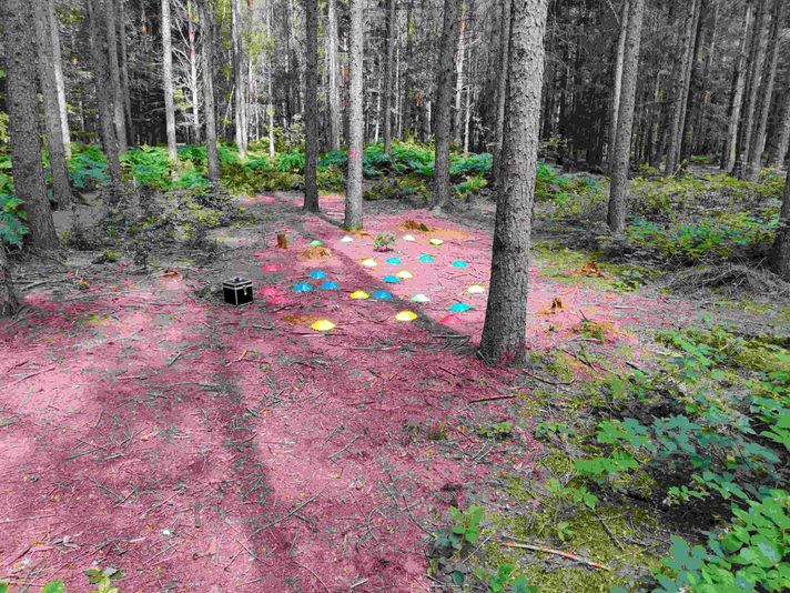 Chicago Forest Escape Game with Go Ape - Image 4