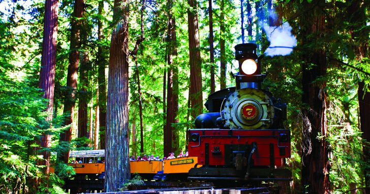 Redwood Forest Steam Train Ride - Image 5
