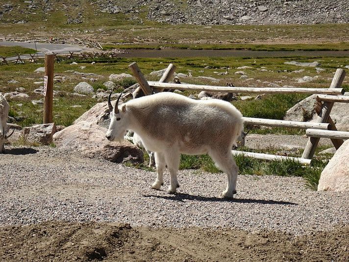 Rocky Mountain National Park & Estes Park Private Day Tour - Image 4