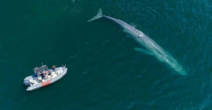 San Diego Whale Watching Private Charter