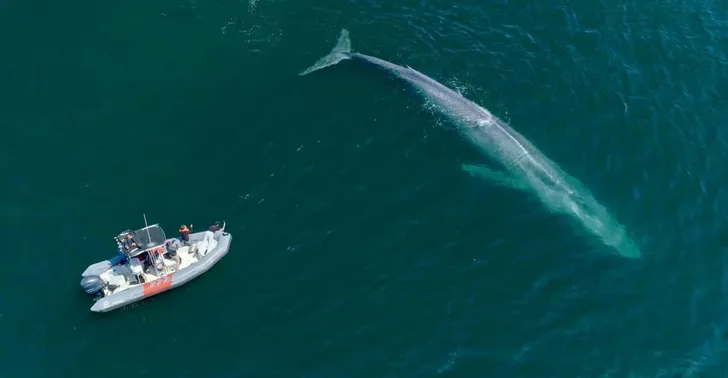 San Diego Whale Watching Private Charter