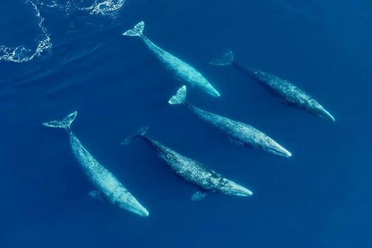 San Diego Whale Watching Private Charter - Image 3