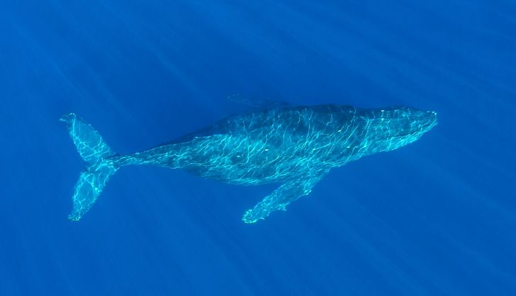 San Diego Whale Watching Private Charter - Image 4