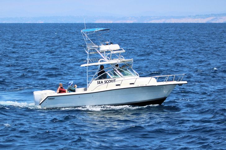 Ultimate Whale Watching Adventure - Image 2