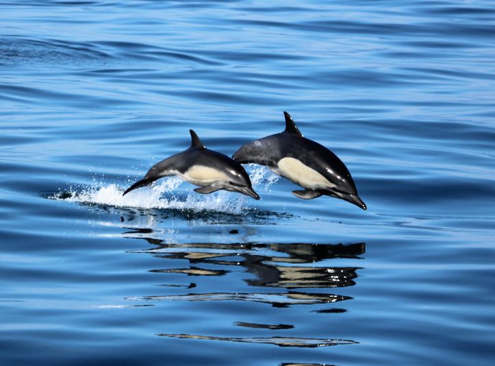 Ultimate Whale Watching Adventure - Image 3