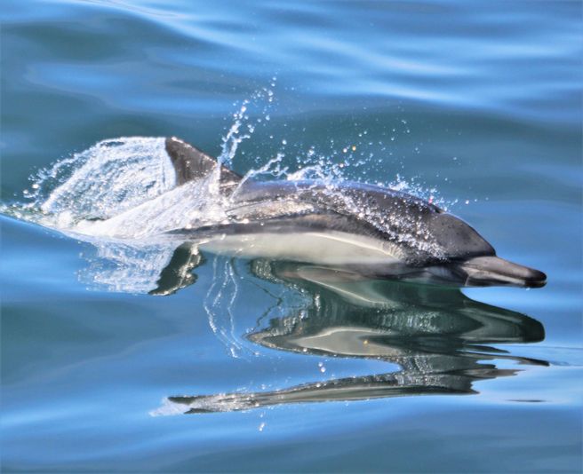 Ultimate Whale Watching Adventure - Image 4