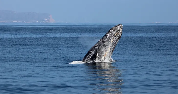 Ultimate Whale Watching Adventure