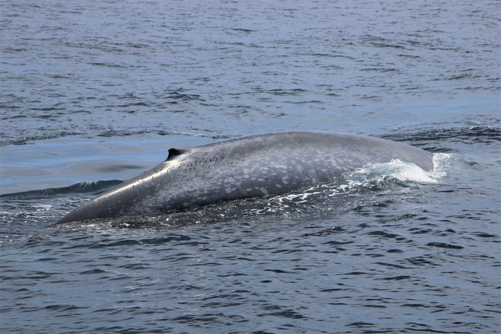 Ultimate Whale Watching Adventure - Image 5