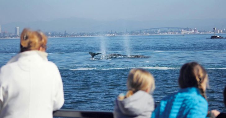 San Diego Whale Watching Cruise - Image 1