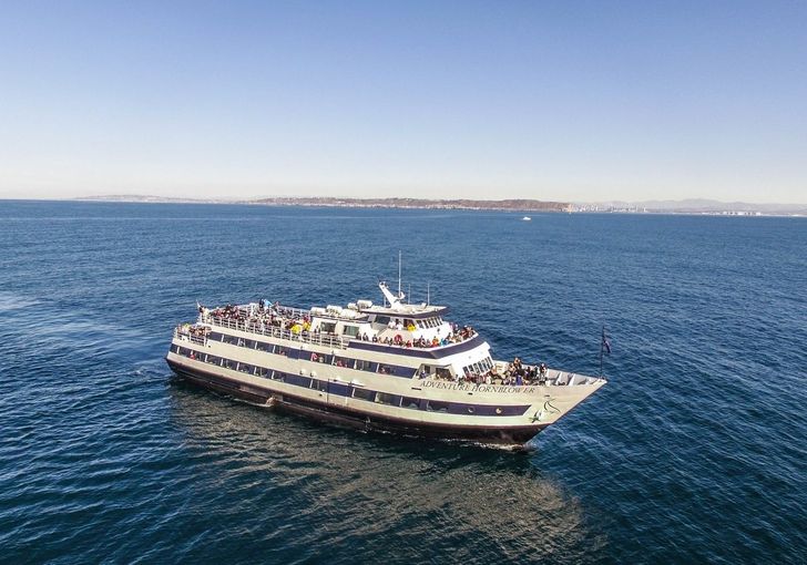 Summer Whale Watching & Dolphin Cruise in San Diego - Image 2