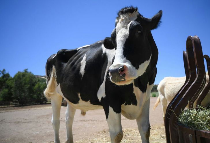 Farm Sanctuary Tour in Acton - Image 1