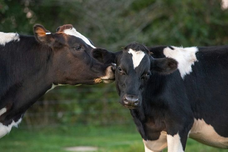 Farm Sanctuary Tour in Acton - Image 2