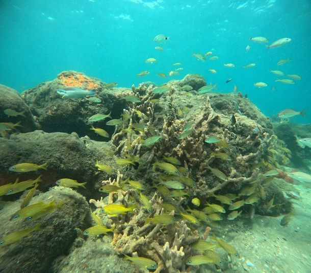Private Peanut Island Boat & Snorkel Tour - Image 6