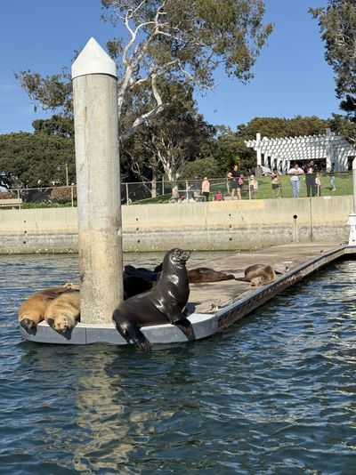 Luxury Cruise with Wine, Charcuterie & Sea Lions Spotting - Image 7