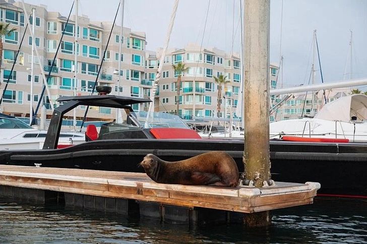 Private Luxury Cruise with Wine, Charcuterie & Sea Lions Spotting - Image 4