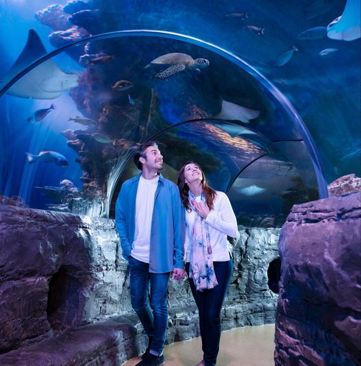 SEA LIFE Orlando Aquarium Admission
