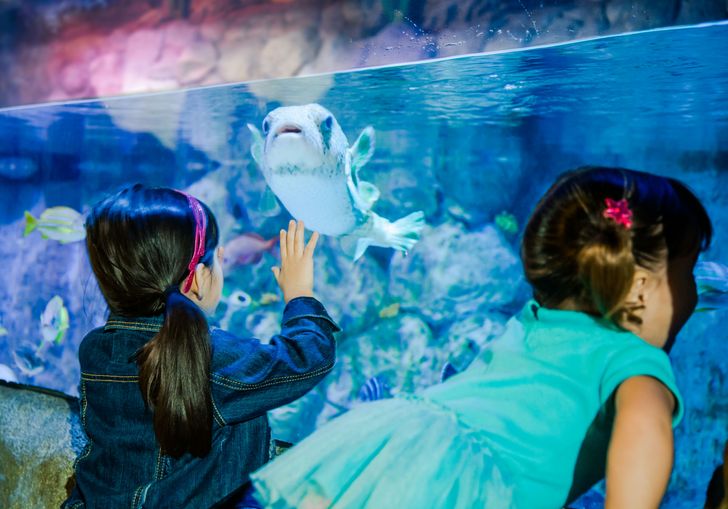SEA LIFE Orlando Aquarium Admission - Image 3