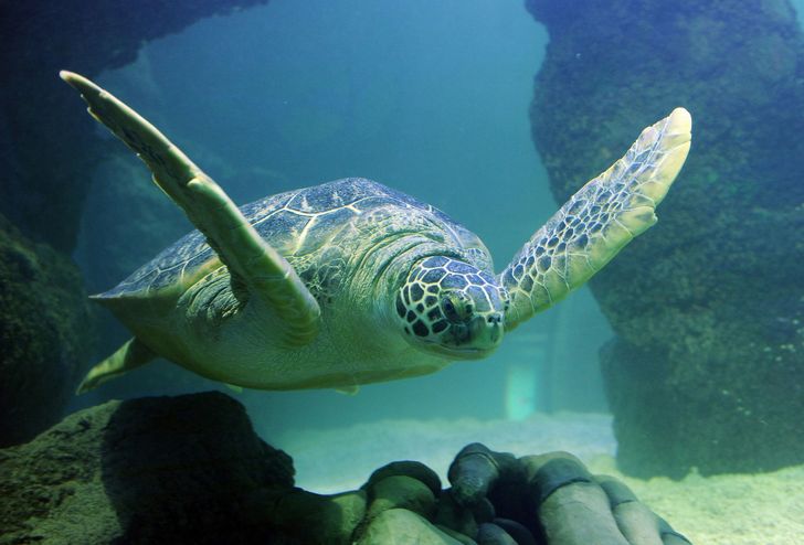 Madame Tussauds Orlando & SEA LIFE Admission - Image 5