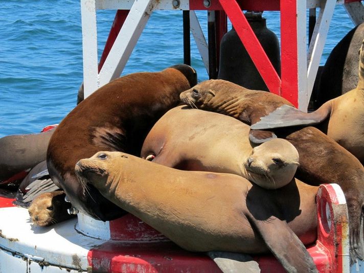 Dolphin & Whale Watching Adventure in Orange County - Image 5