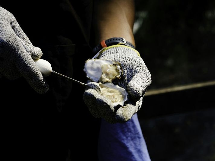 COMBO: Oyster & Clam ShinDIG + Tide to Table
