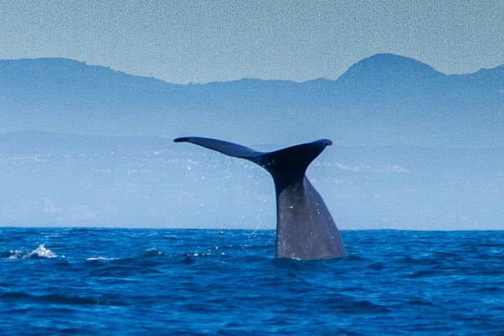 Dolphin & Whale Watching Adventure - Image 4