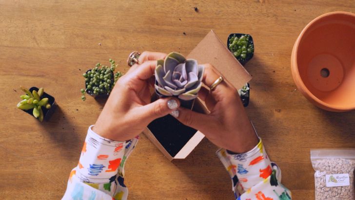 Design a Succulent Garden Virtual Workshop with Plant Kween - Image 4