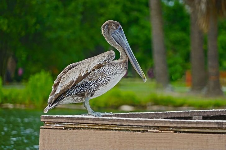 Premium Small Airboat Swamp Adventure - Image 4