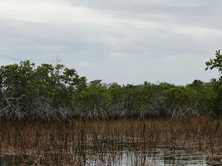 Oak Alley Plantation + Small Airboat Swamp Tour - Image 4