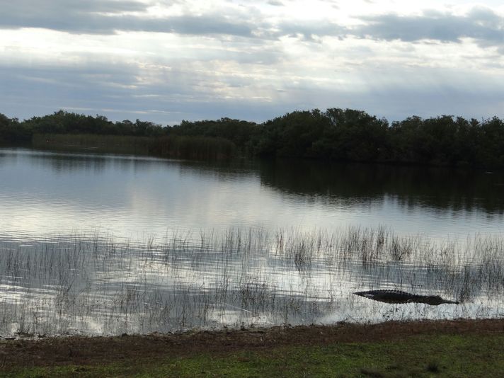 Destrehan Plantation + Small Airboat Swamp Tour - Image 3
