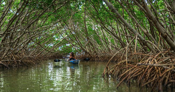 Shell Key Preserve Clear Kayak Tour - Image 8