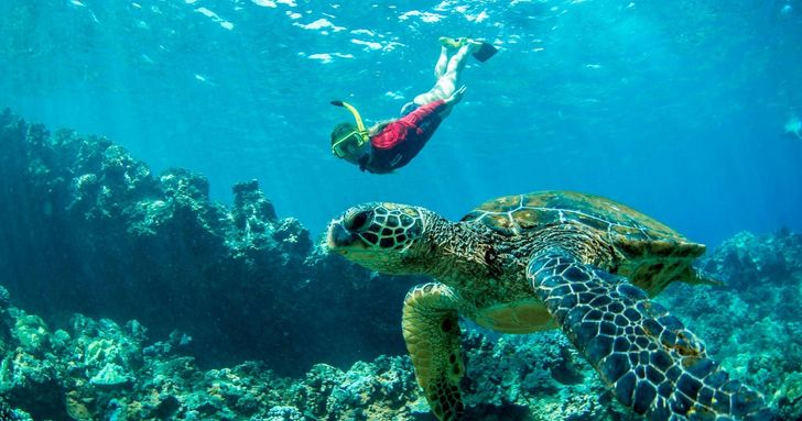 Afternoon Snorkel in Maui - Image 2